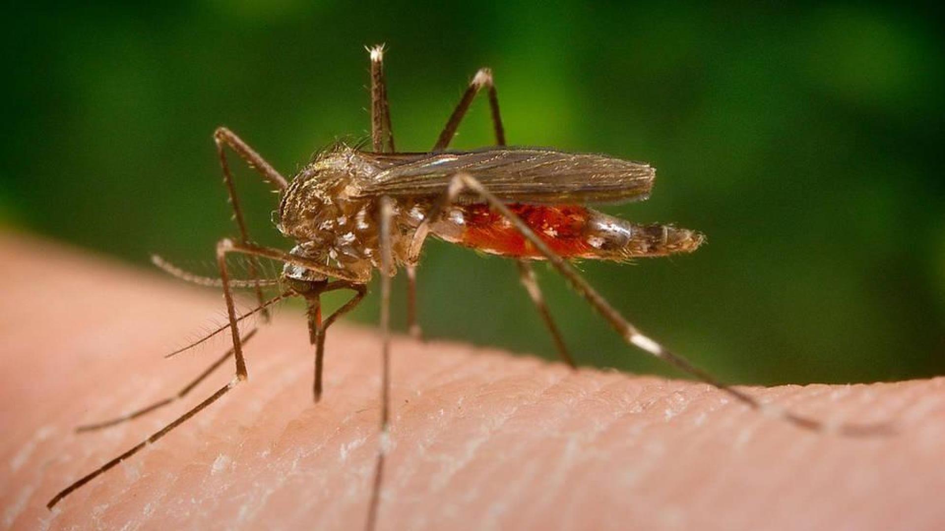 Detectado por primera vez en España un nuevo mosquito invasor de origen asiático