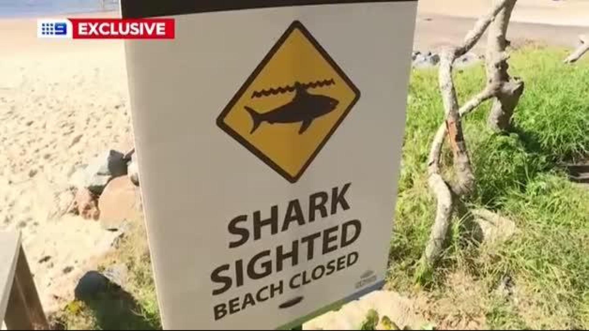 Vídeo: Un hombre en Australia lucha contra un tiburón para salvar a su esposa