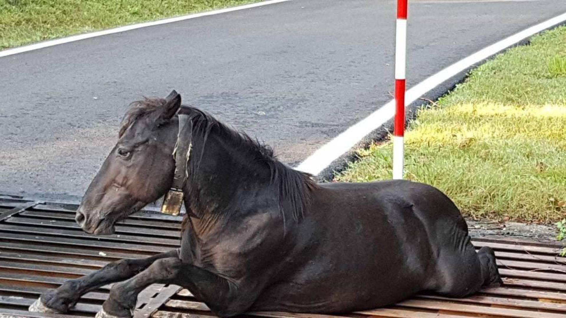 Tras el rescate, el animal pudo caminar sin problemas a pesar de las heridas