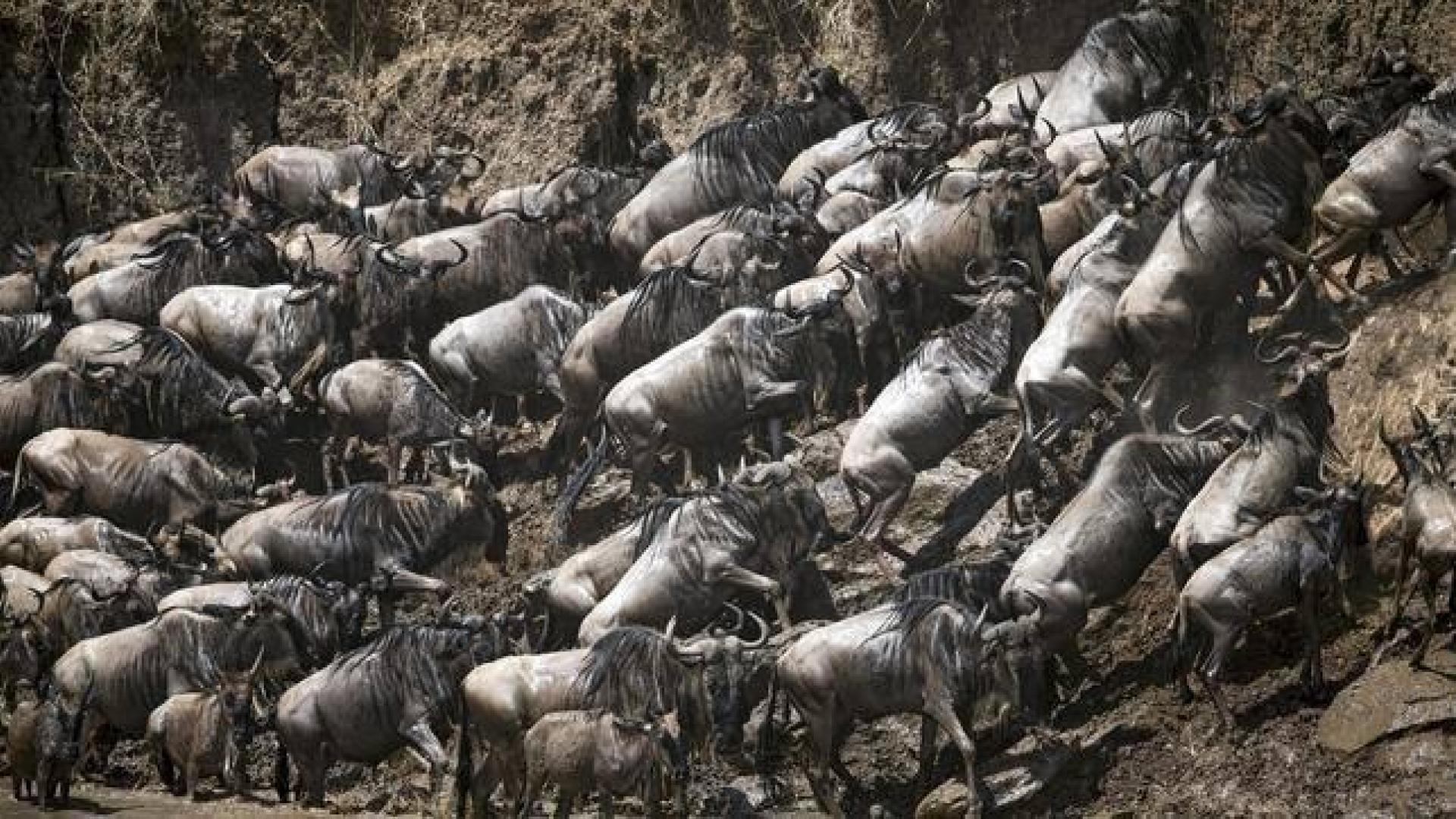 El coronavirus aleja a los turistas de migración de los ñus en Kenia