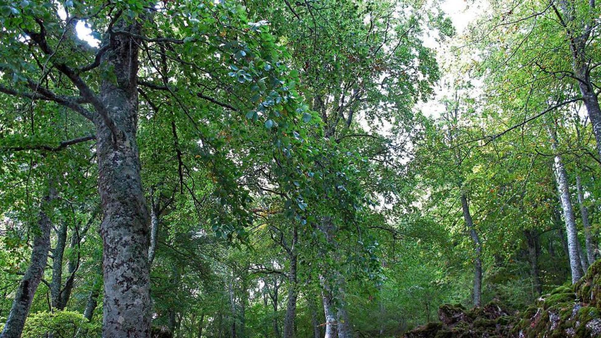 El Itinerario de los montañeros, entre hayedos