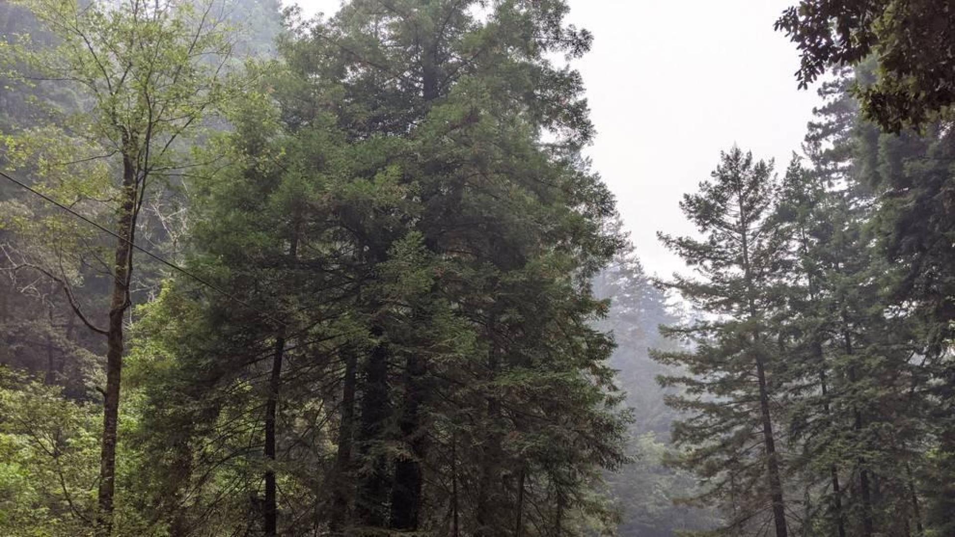 Las secuoyas milenarias sobreviven a los gigantescos fuegos de California