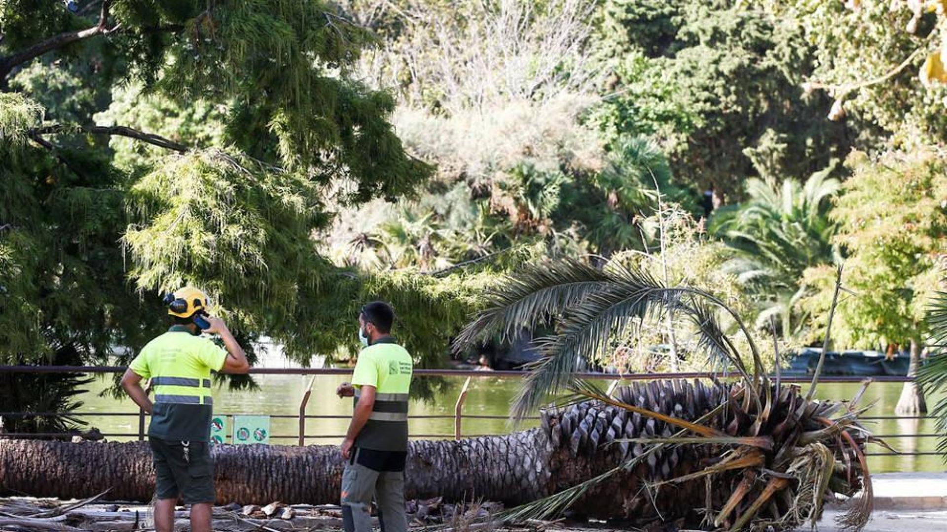 Un muerto y una herida al caerles encima una palmera en Barcelona