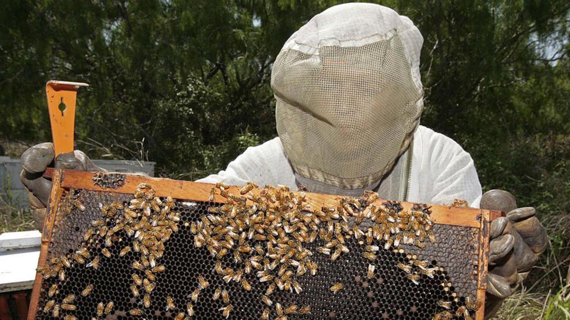 La desaparici&oacute;n de las abejas amenaza el 70% de cultivos