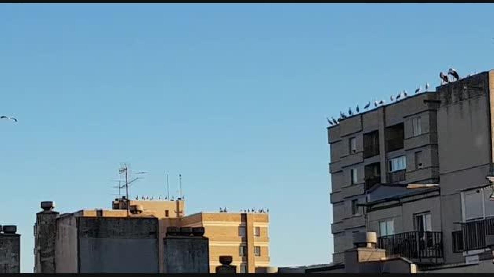 Cigüeñas sobre los edificios de Barañáin