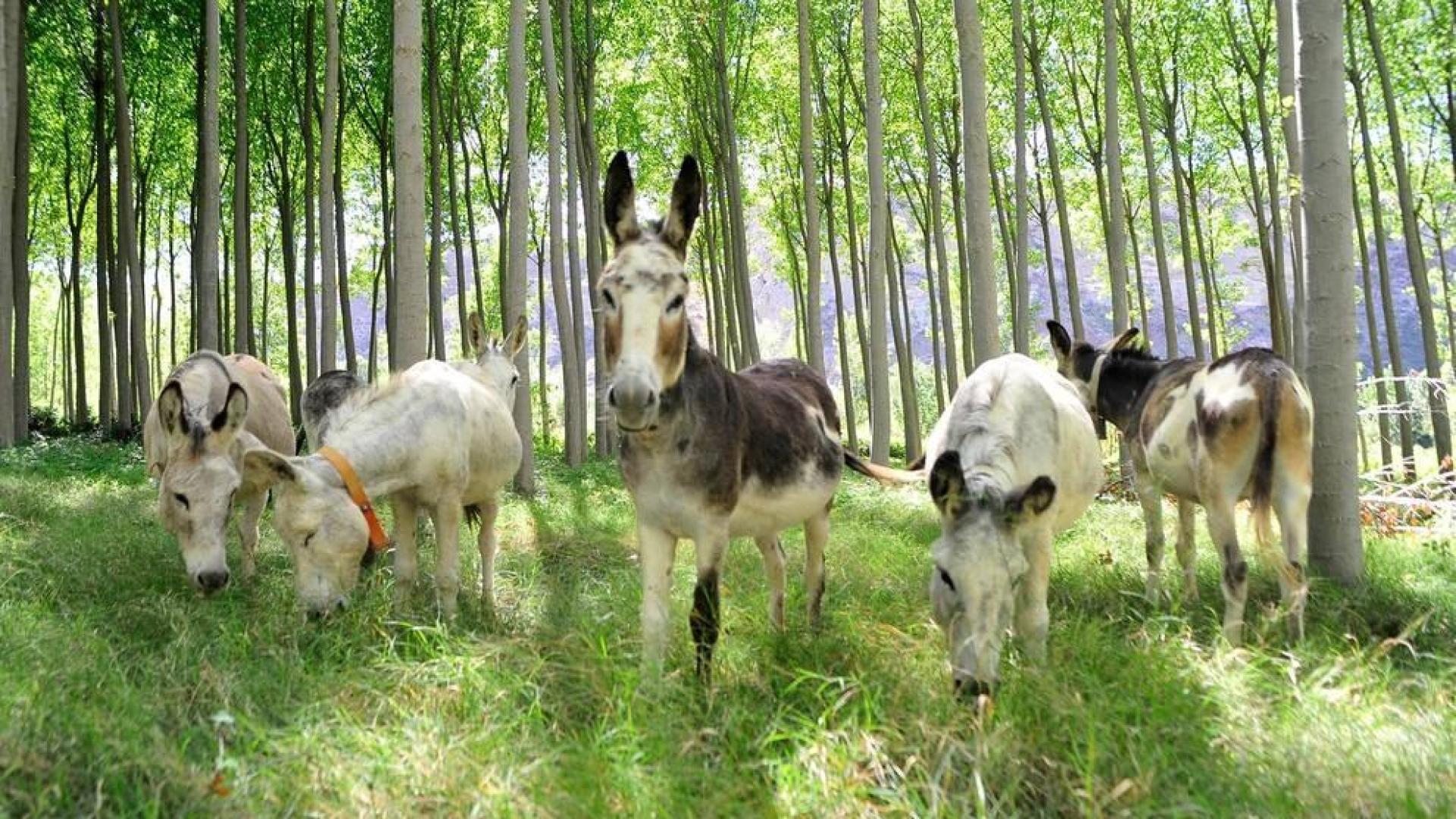 Burros por el Territorio Visón en Falces