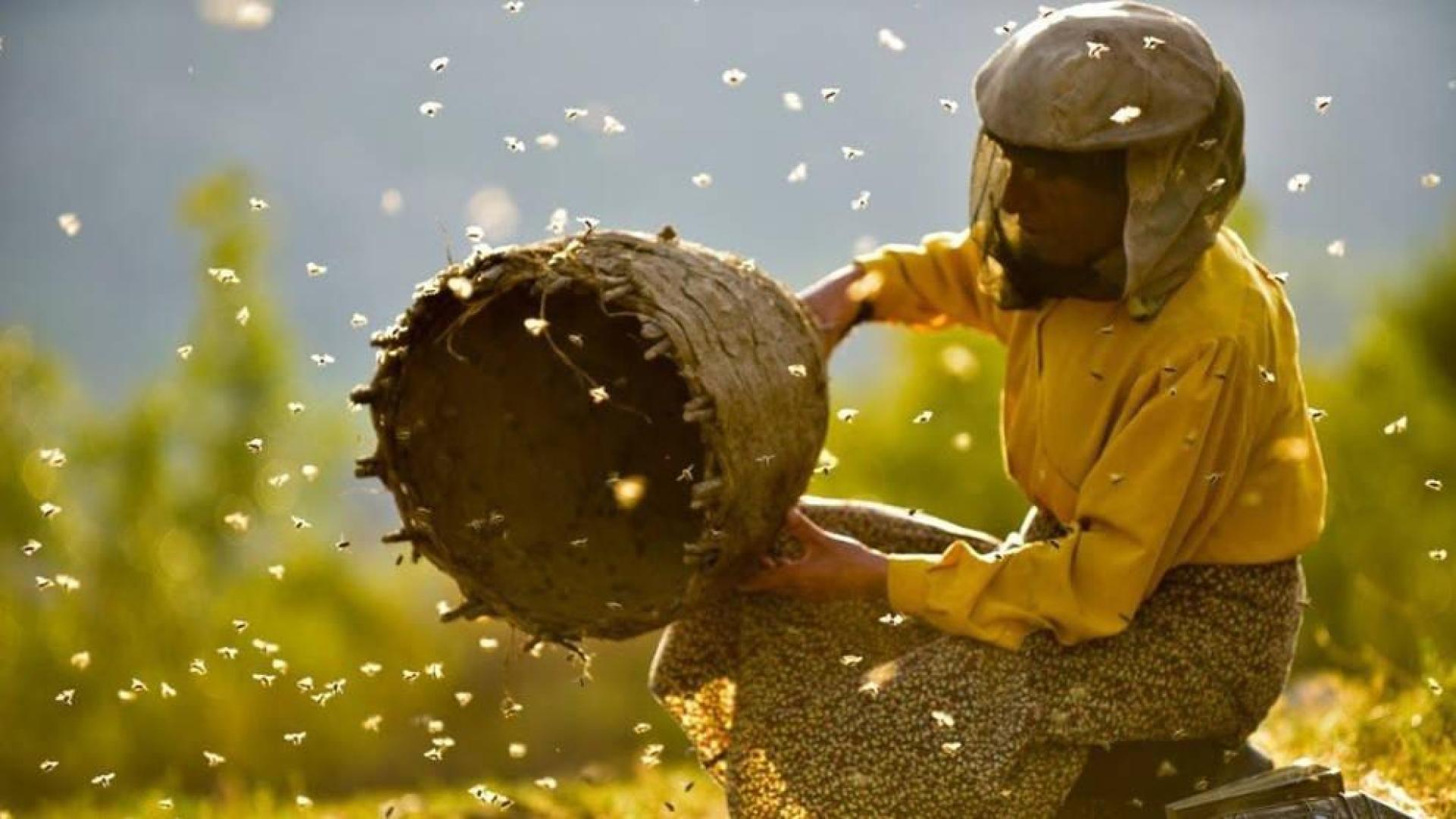 'Honeyland' y 'Me llamo Violeta', en el palmarés de DocsBarcelona