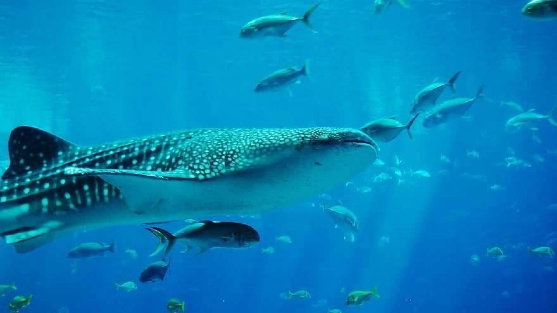 Un tiburón ballena surca las aguas junto a otras especies