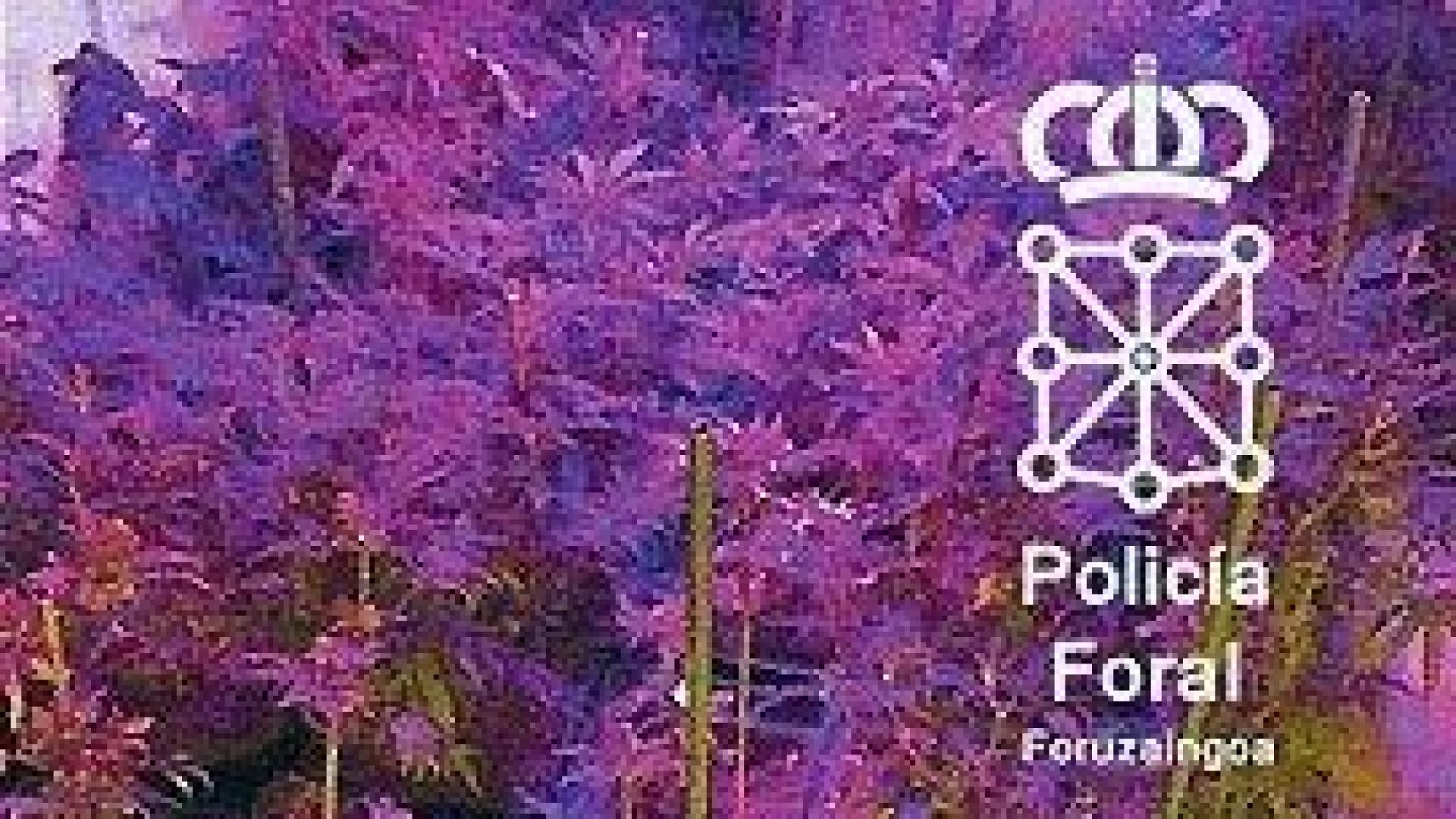 Detenido un vecino de Burlada por tener una plantación de marihuana en su piso