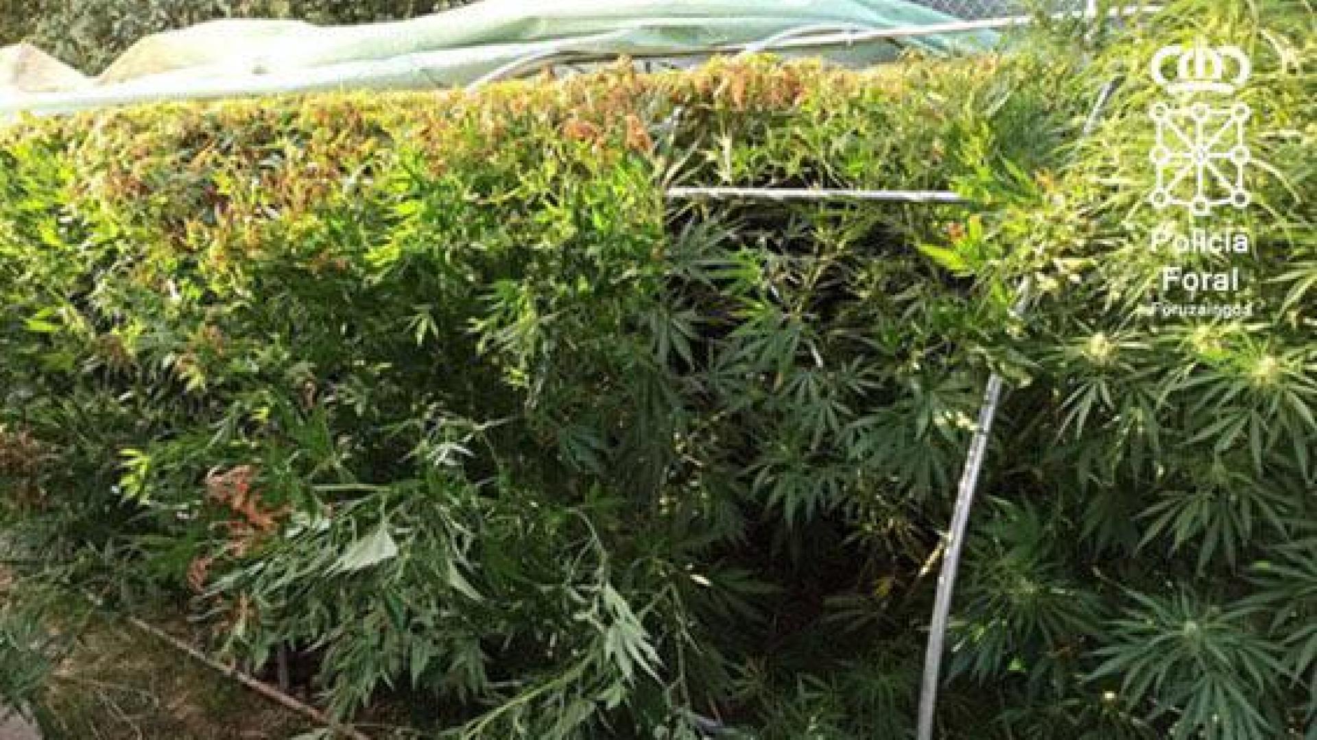 Detenido en Marcilla por un delito de cultivo de marihuana