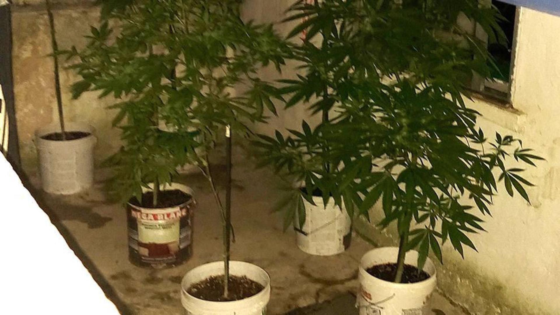 Las plantas de marihuana localizadas por la Policía Municipal de Pamplona en Echavacoiz.