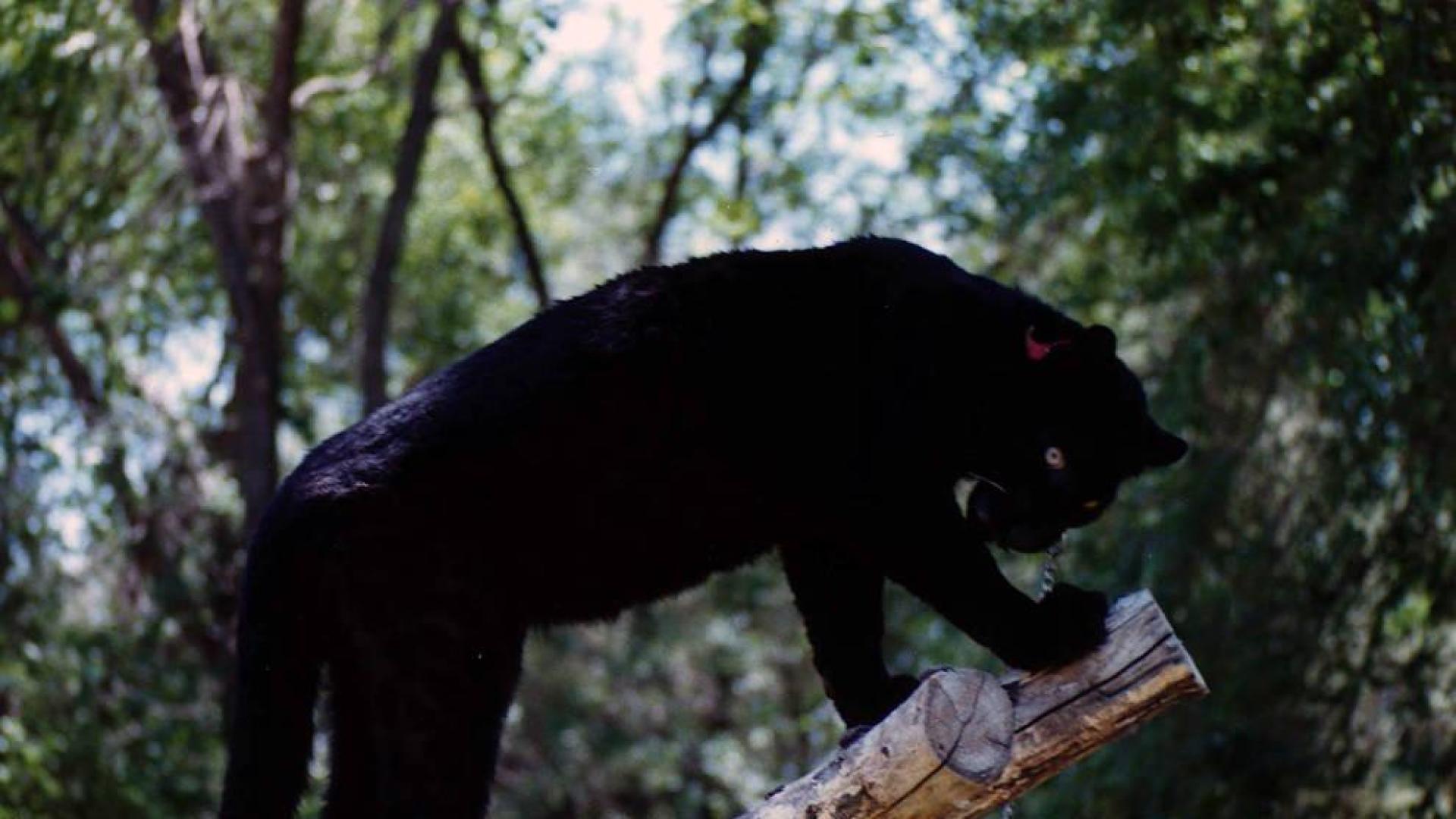 Alertan de la presencia de una pantera negra en un pueblo de Granada