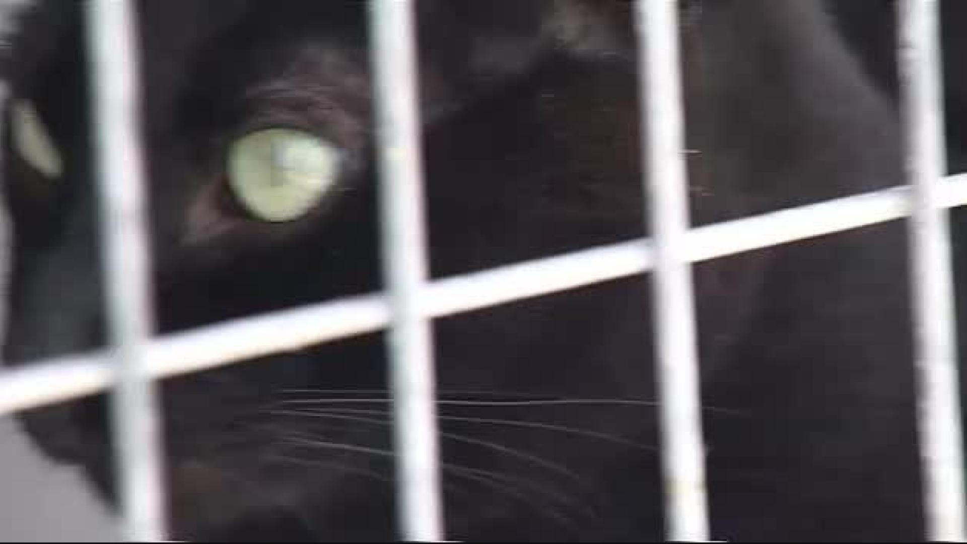 Vídeo: La pantera de Granada podría ser sólo un gato doméstico