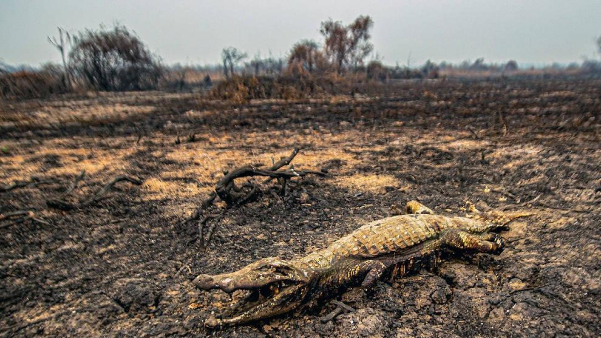 El humo de los incendios en el Pantanal llega a la ciudad de Sao Paulo