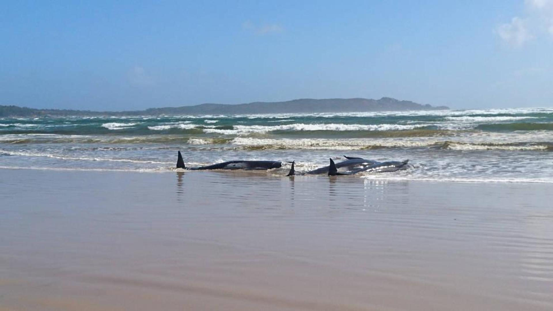 Varias de las ballenas, varadas en un banco de arena en las costas de Macquarie Heads.