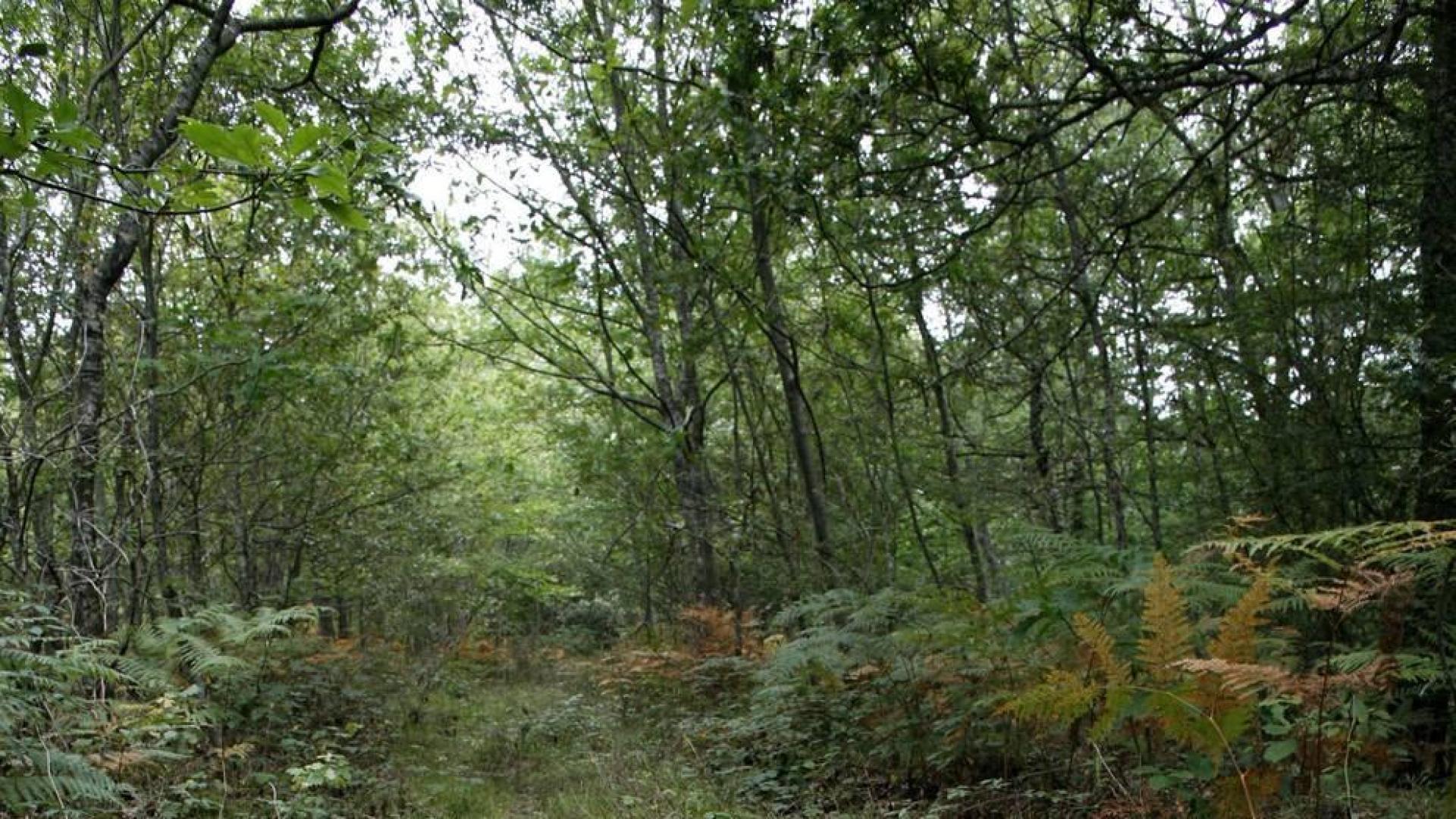 Cuatro ayuntamientos de Sakana se unen para revitalizar una calzada medieval