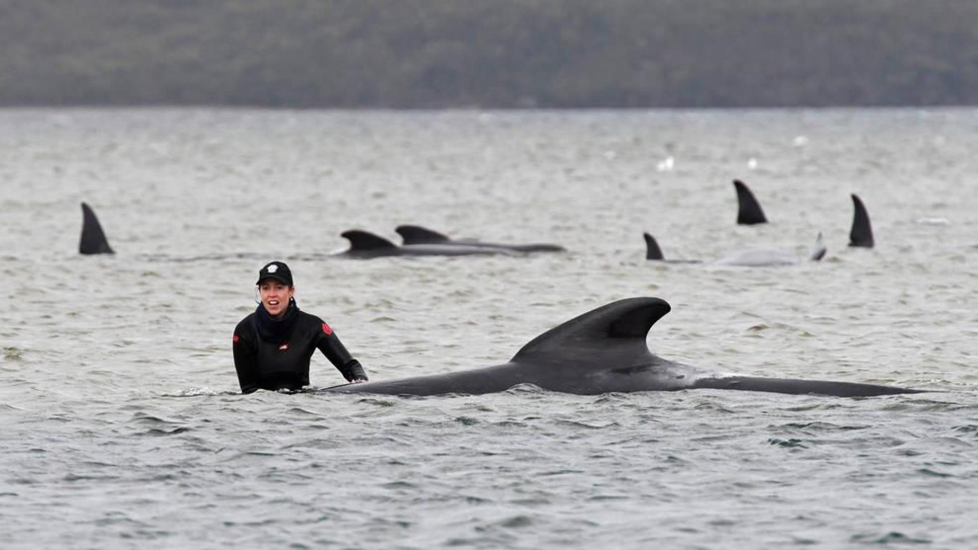Alertan del riesgo de navegación por las 380 ballenas muertas en Australia