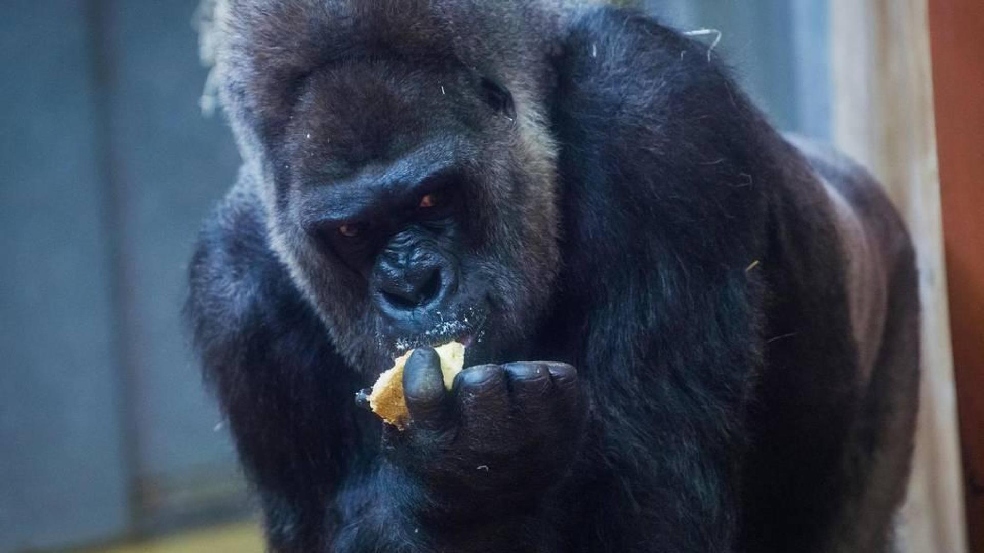 Un gorila de 200 kilos hiere en su jaula a una cuidadora del Zoo de Madrid
