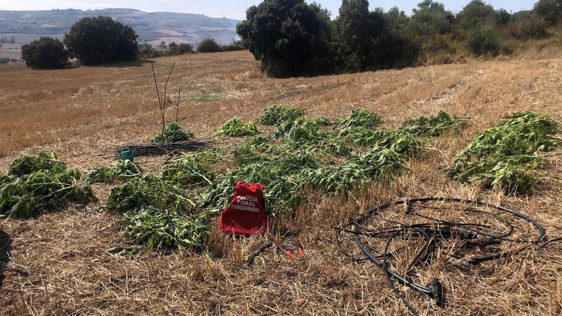 Localizadas un centenar de plantas de marihuana en Riezu (Yerri)