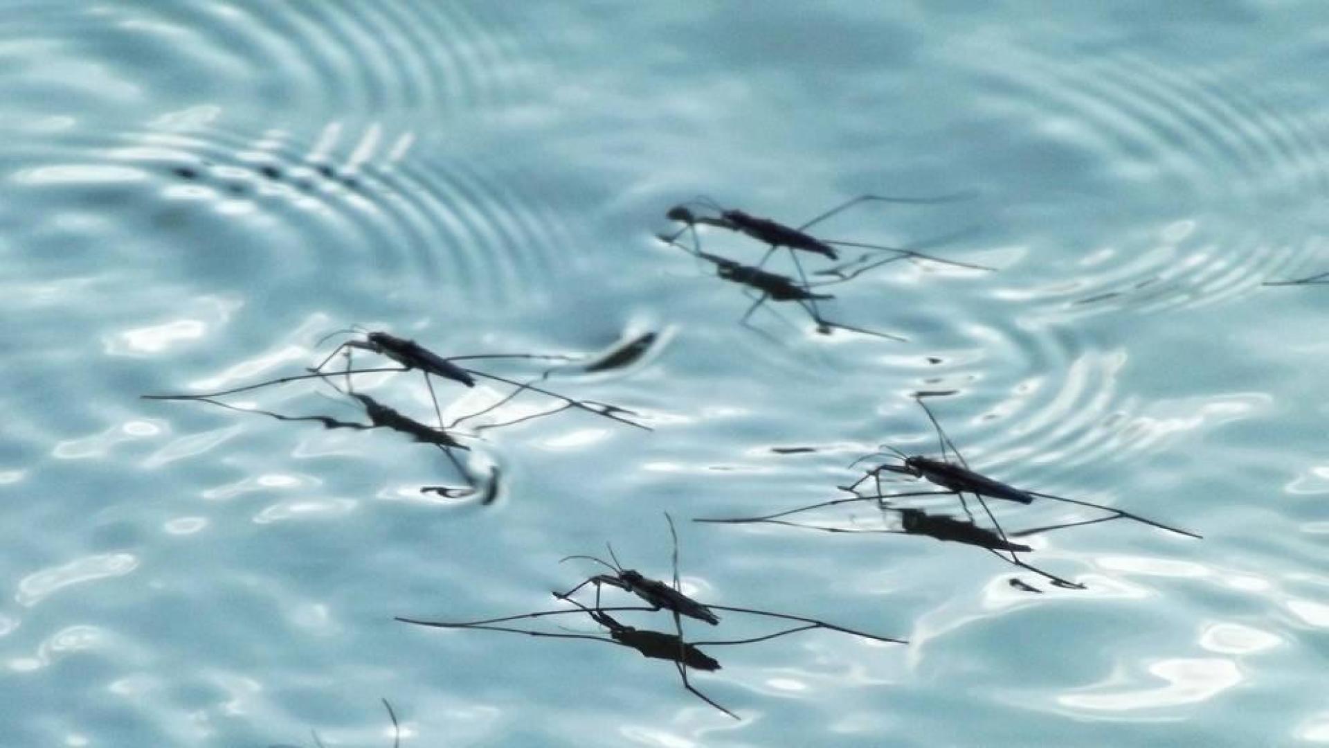 Conservar las especies nativas y la calidad del agua, claves para el control de los mosquitos