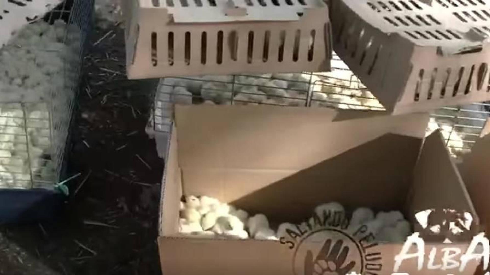 Piden ayuda para salvar 20.000 pollitos abandonados en Barajas