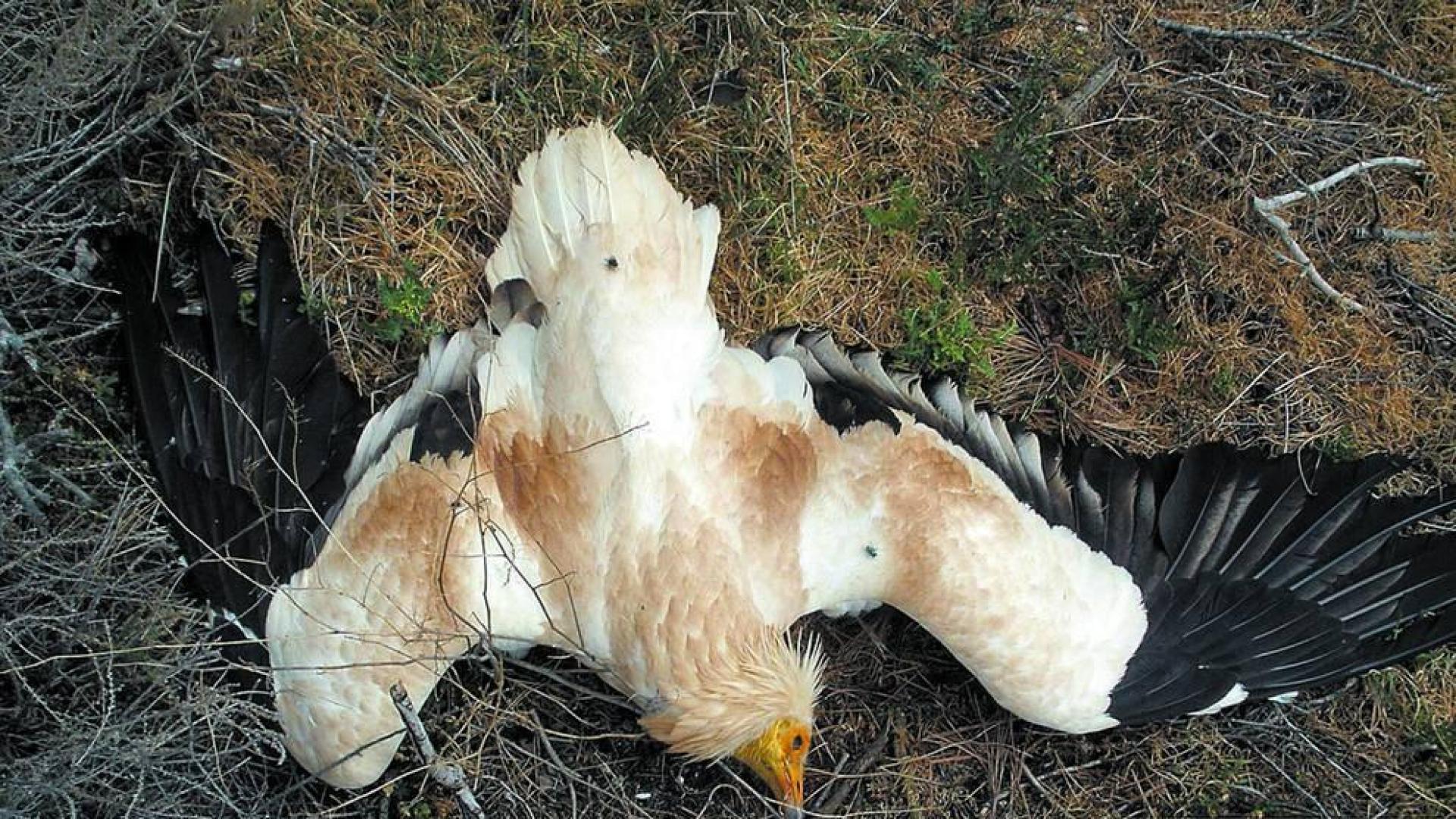 Dictada sentencia por envenenamiento de 138 aves en Tudela y Cintruénigo en 2012