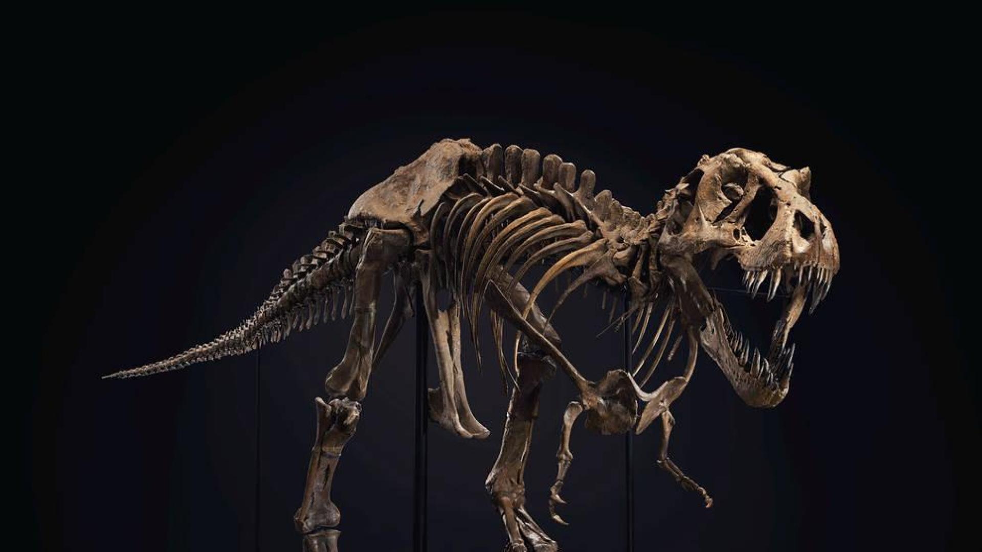 Ponga un dinosaurio en su salón por "sólo" 32 millones de dólares