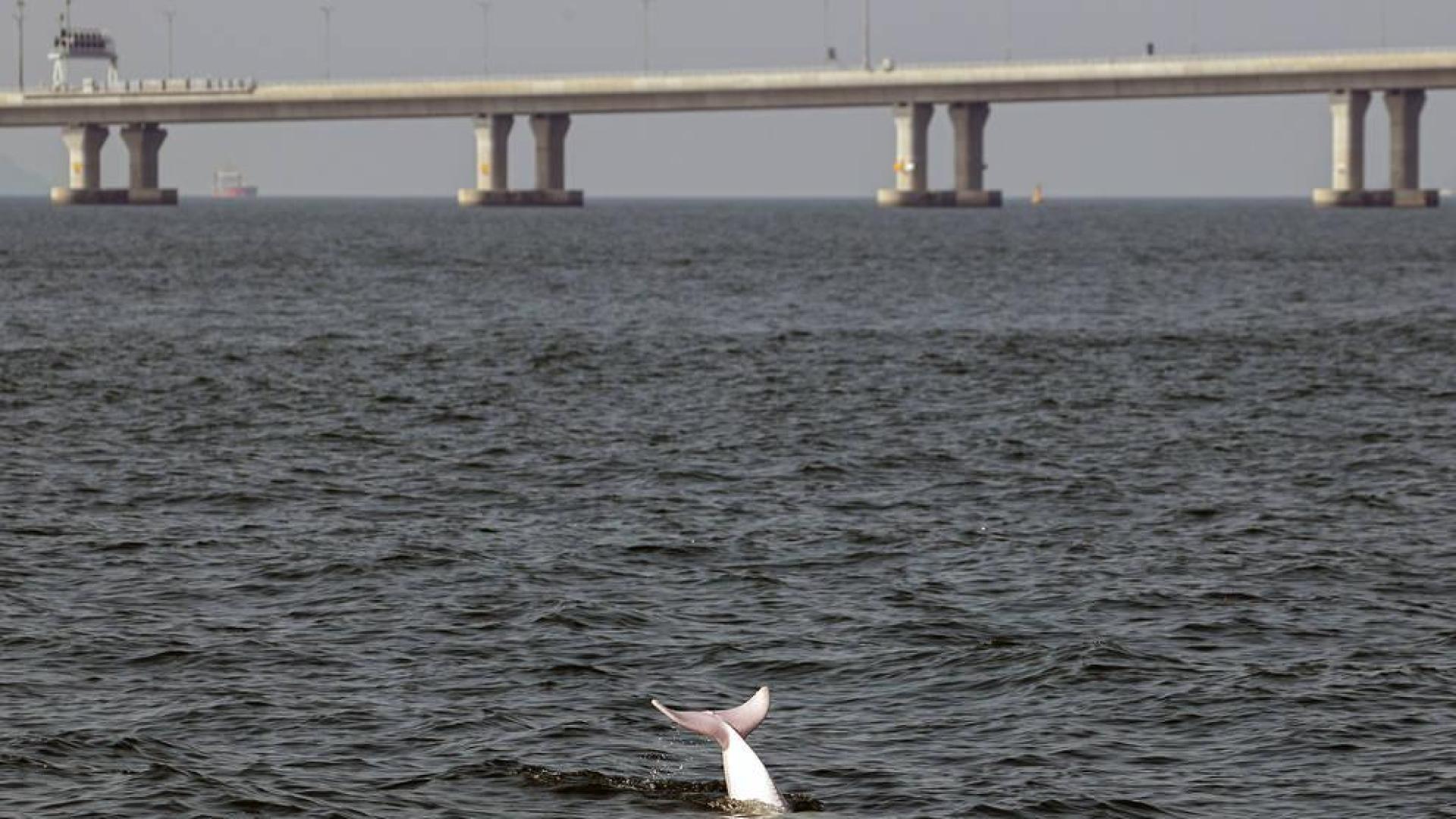 Los delfines rosados vuelven a Hong Kong por las restricciones de la pandemia