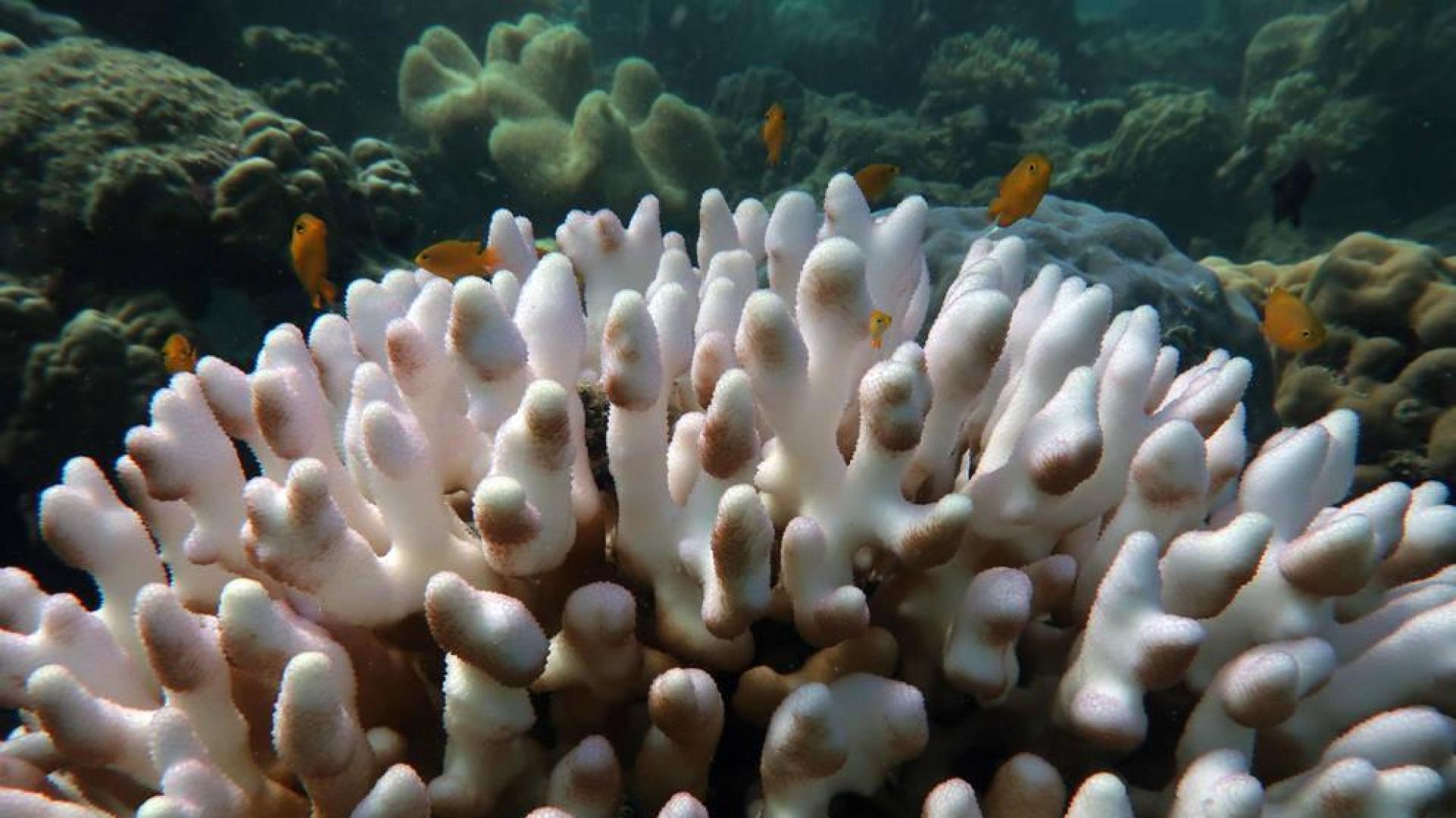 La Gran Barrera de coral sufre el peor blanqueo masivo de los últimos años