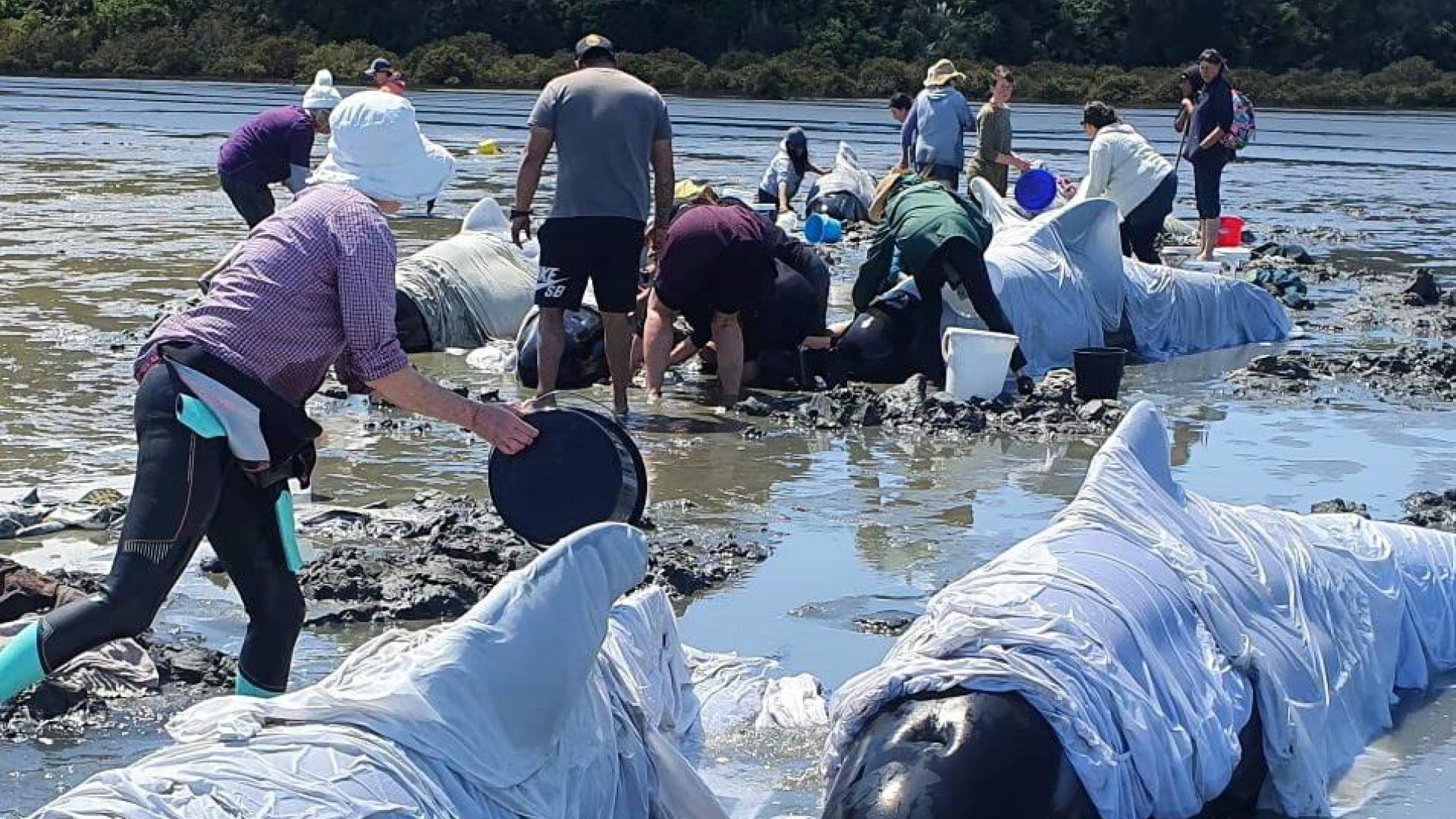 Mueren 19 ballenas pilotos tras quedar varadas en el norte de Nueva Zelanda