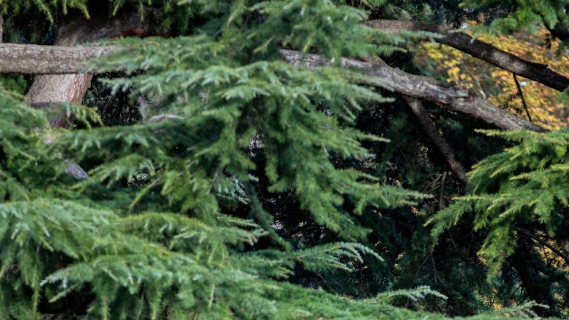 Entusiastas de las ciervas de la Taconera