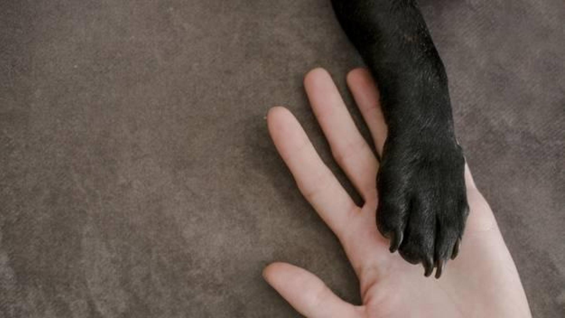 Imagen detalle de un perro 'dándole' la pata a su dueño