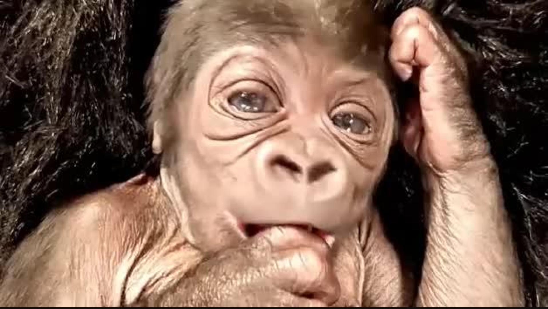 Vídeo: Nace una nueva cría de gorila en el zoo de Boston