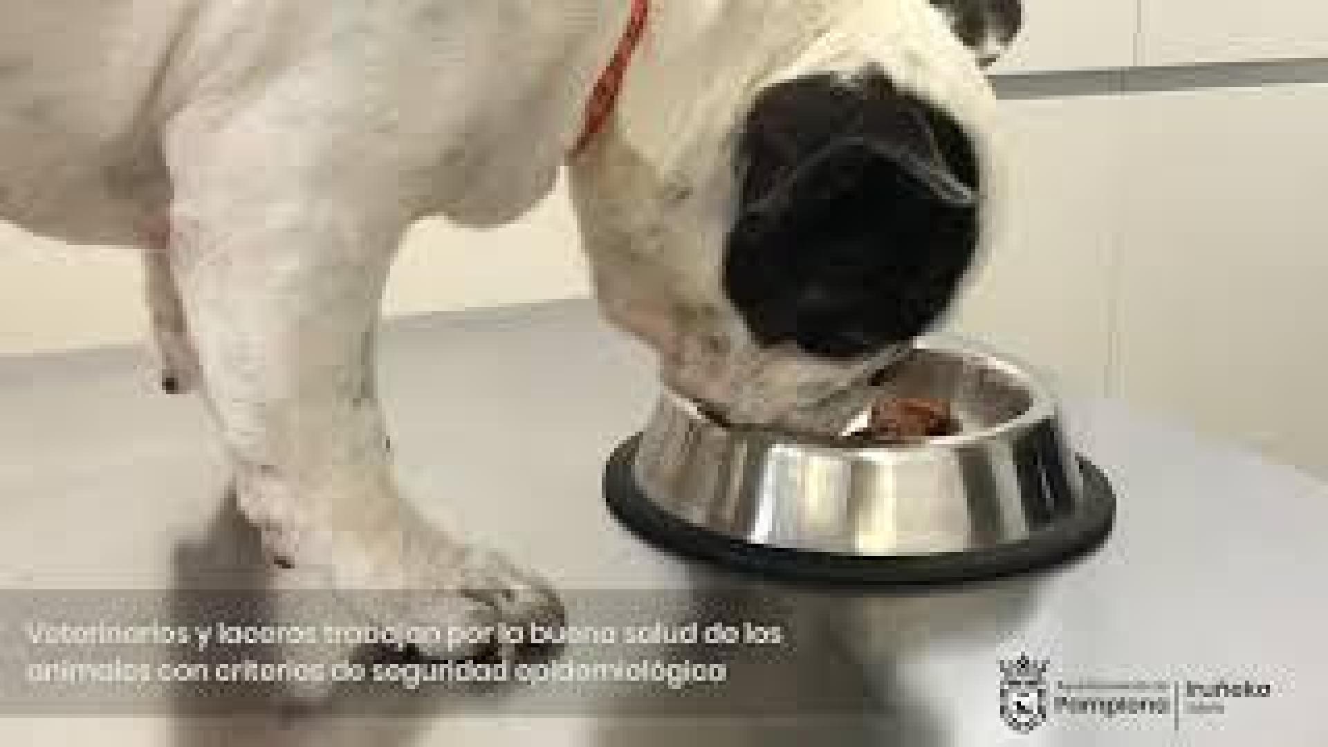 Medio centenar de animales de compañía esperan para ser adoptados en el Centro de Atención de Animales