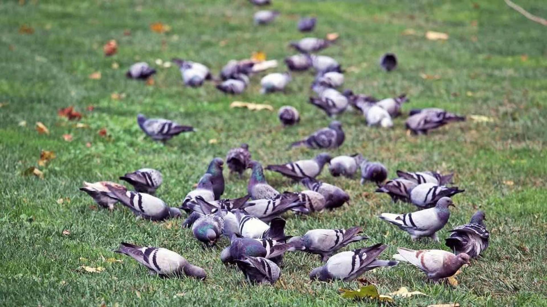 Pamplona apuesta por controlar las palomas sin sacrificarlas