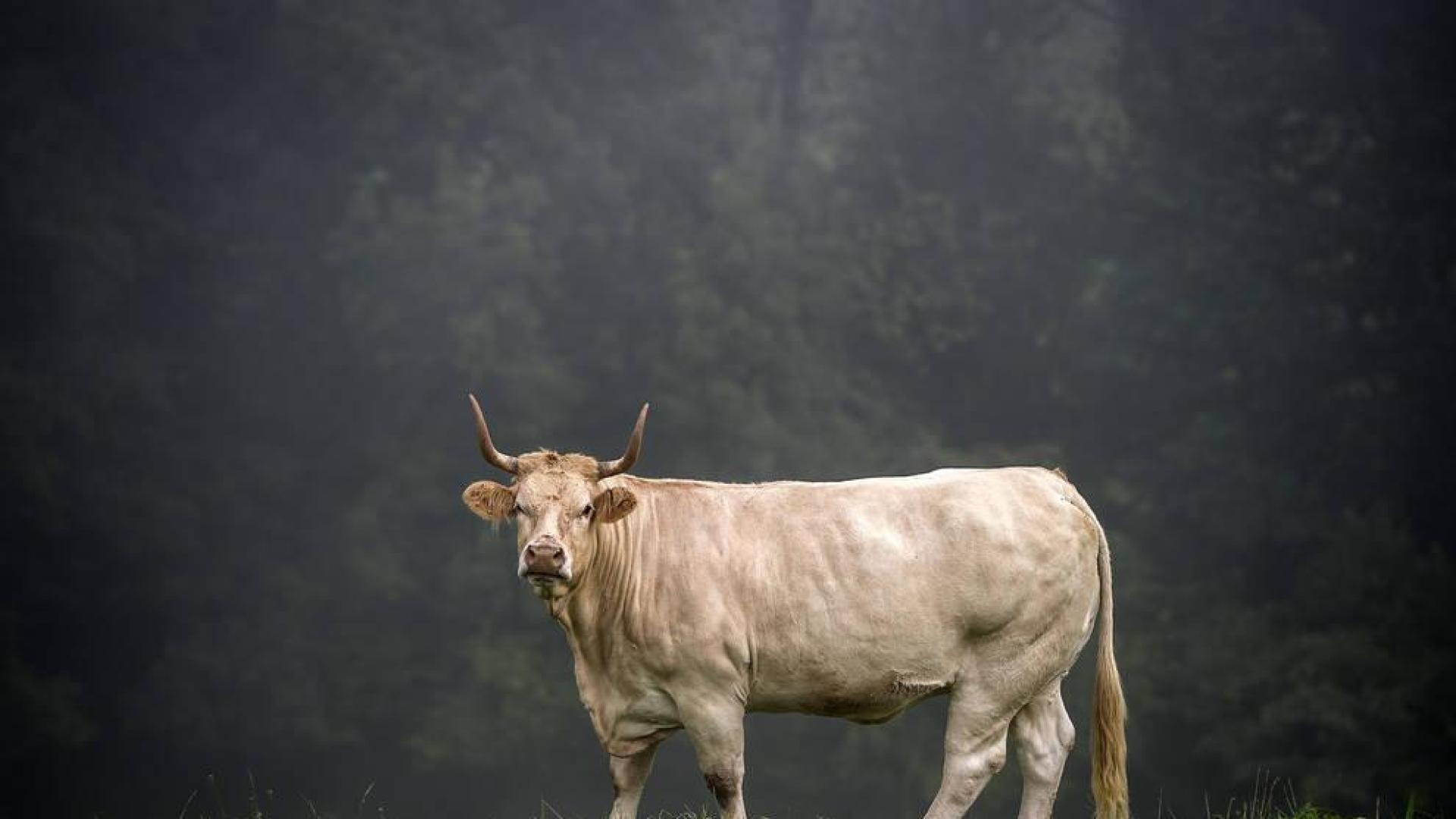 Una vaca pirenaica de una tonelada para el Concurso de ganado selecto de Elizondo
