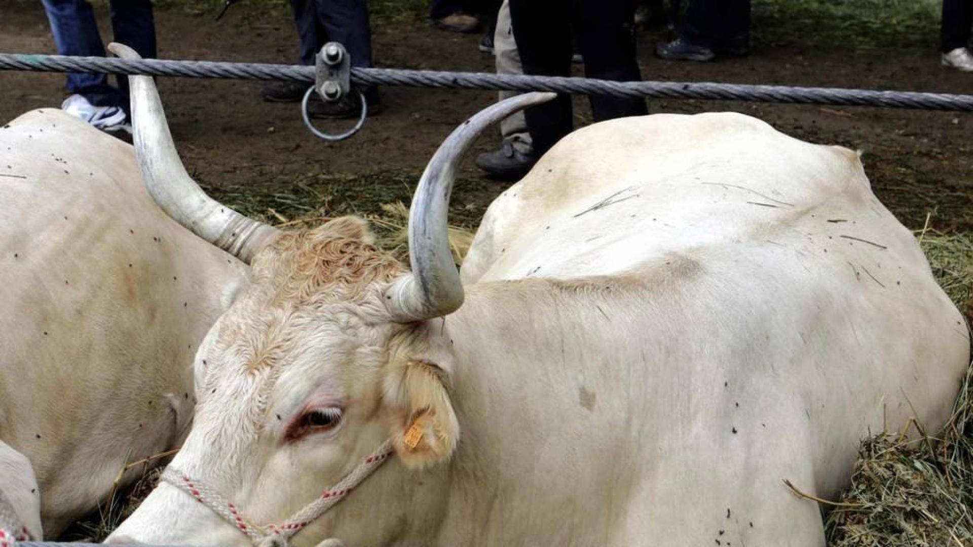 Todas las fotos de la feria de la vaca pirenaica en Elizondo
