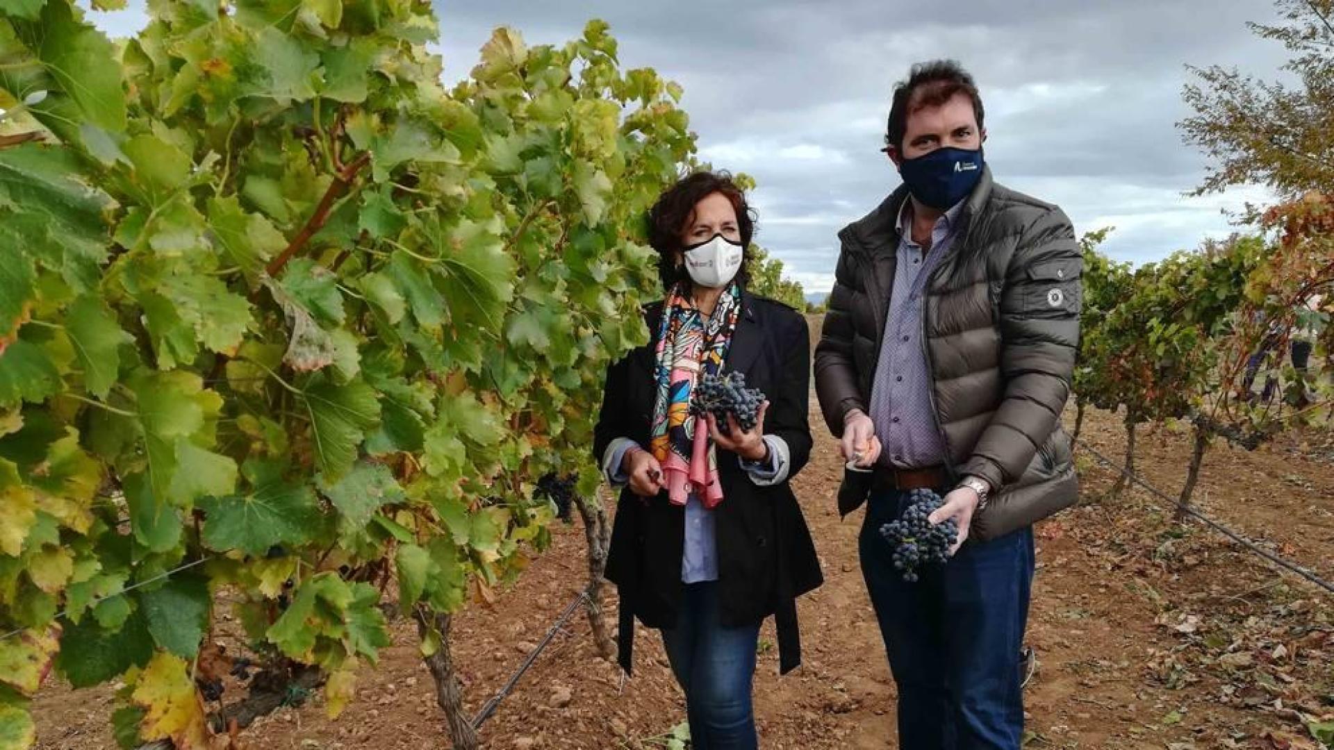 DO Navarra cierra una vendimia con 74 millones de kilos de uva, un 35% más