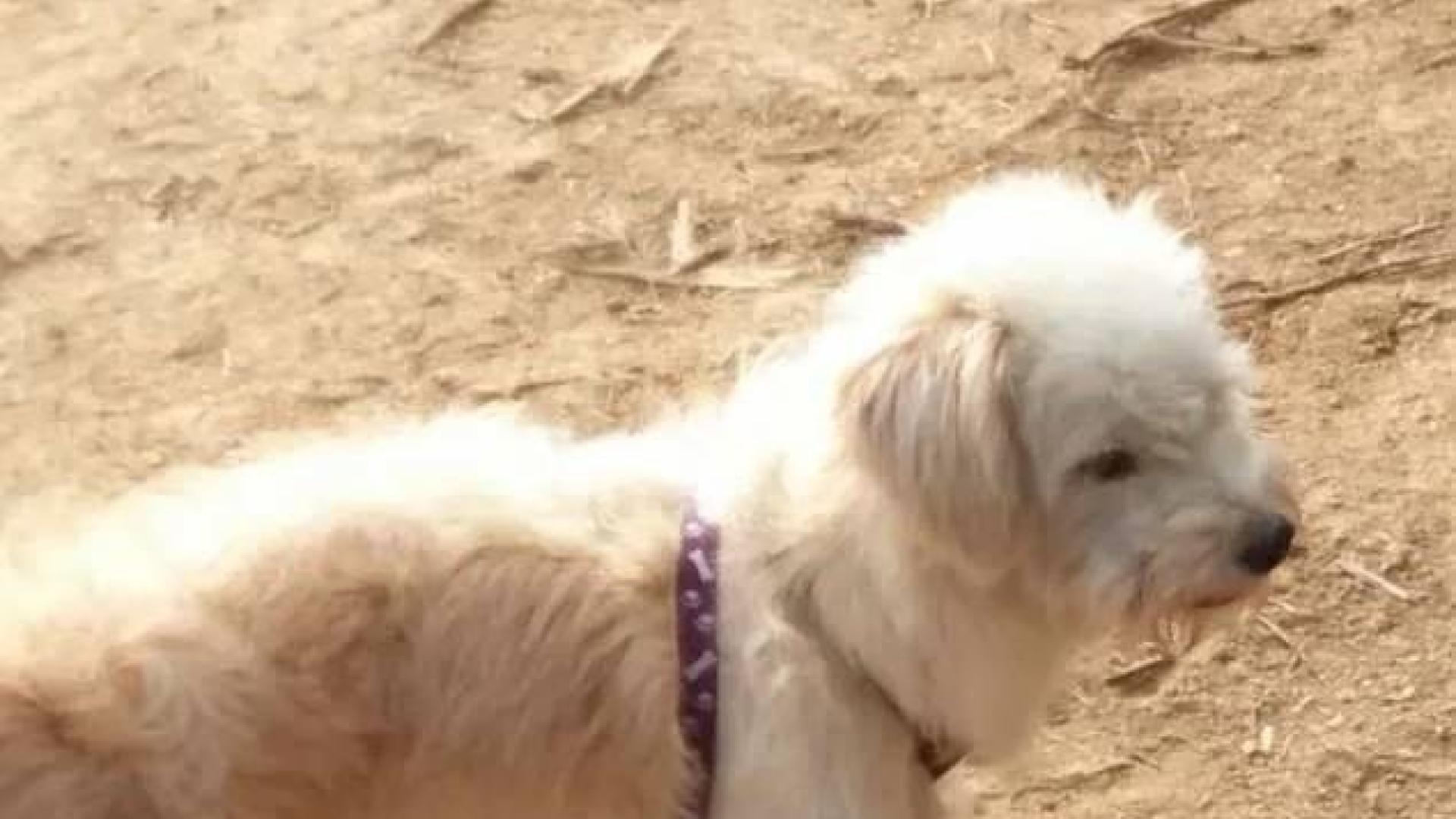 Fotografía de Dou Dou, perro perdido en China.
