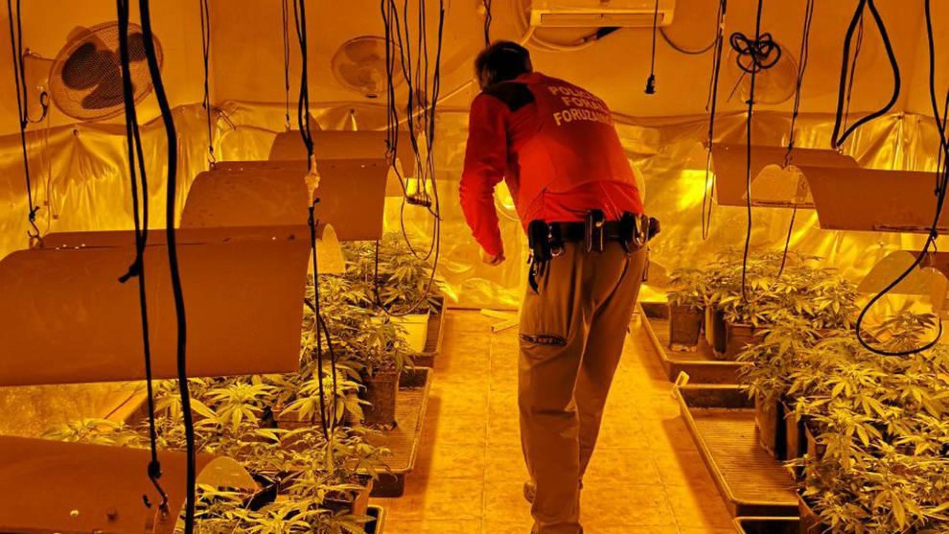 Desmantelado un criadero de marihuana en Orkoien