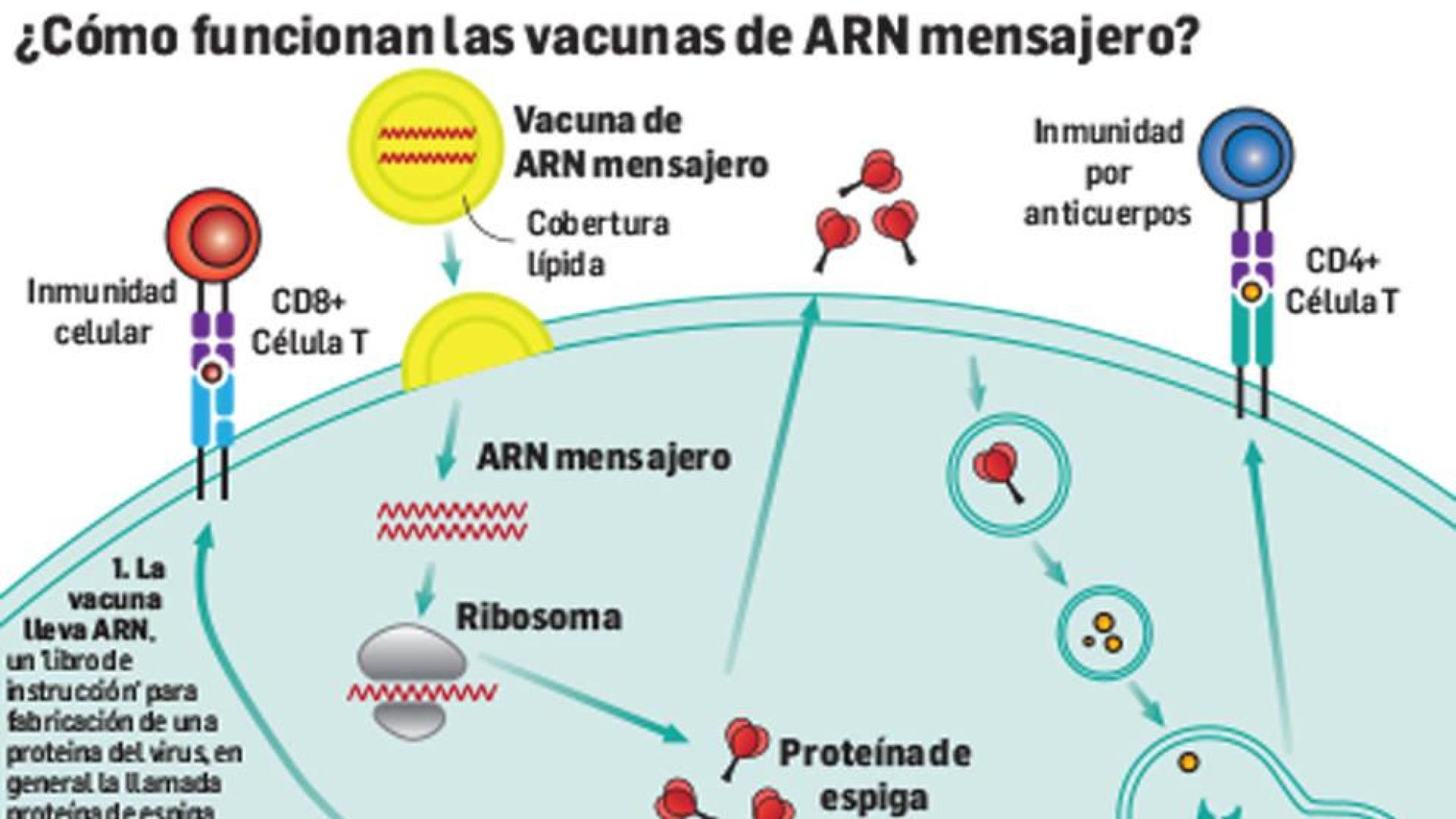 La vacuna, una tecnología nueva con una traba: necesita mucho frío
