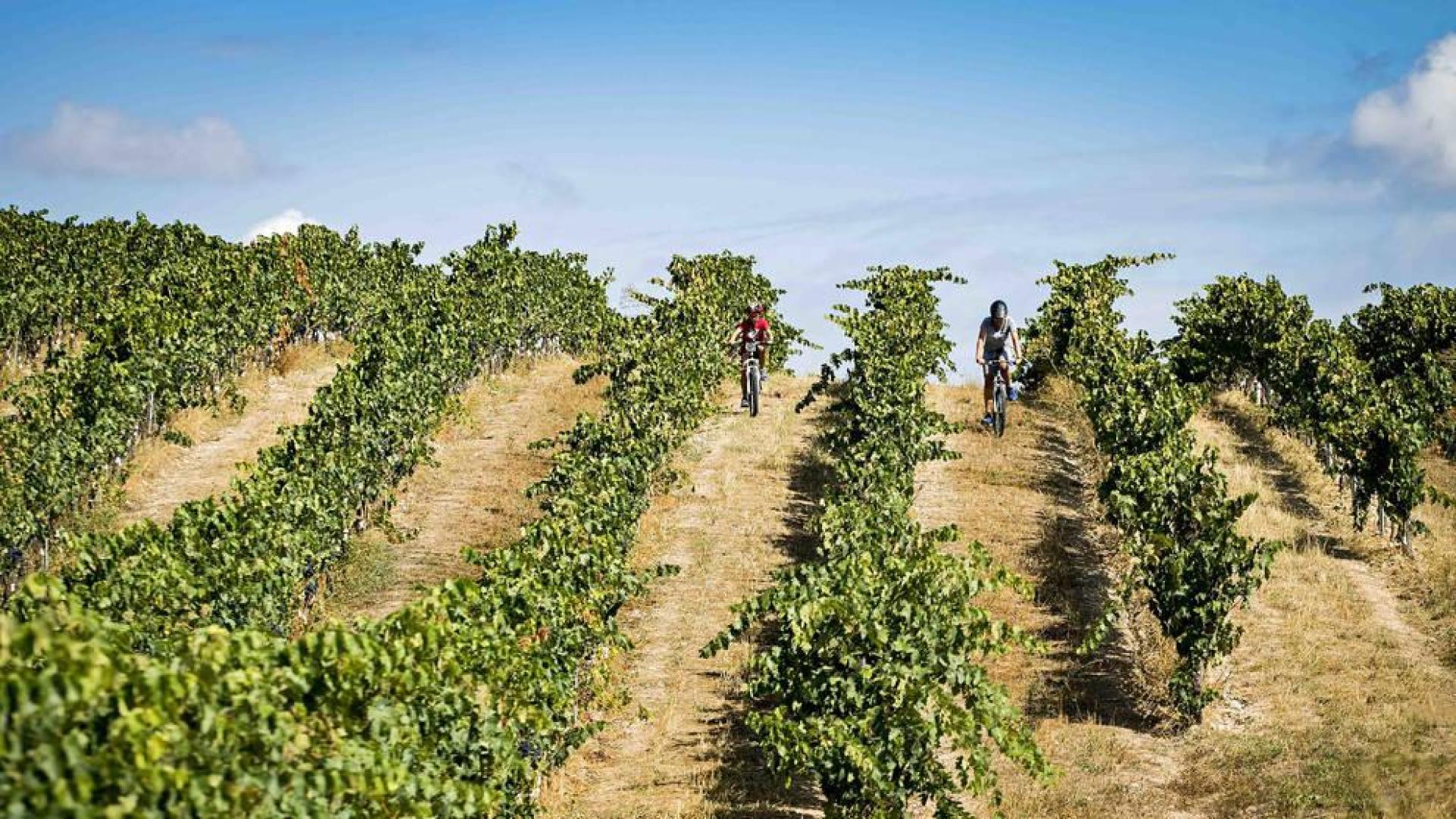 Reconocimiento nacional a la Ruta del Vino de Navarra