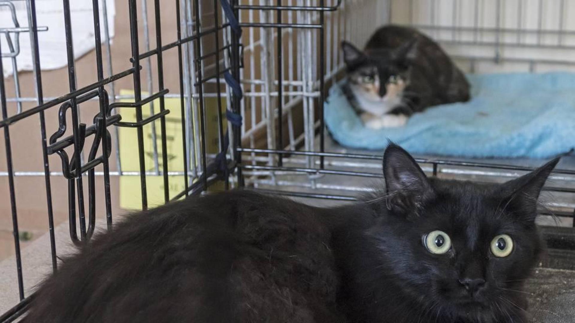 La Mancomunidad de Montejurra debate un servicio común para animales abandonados
