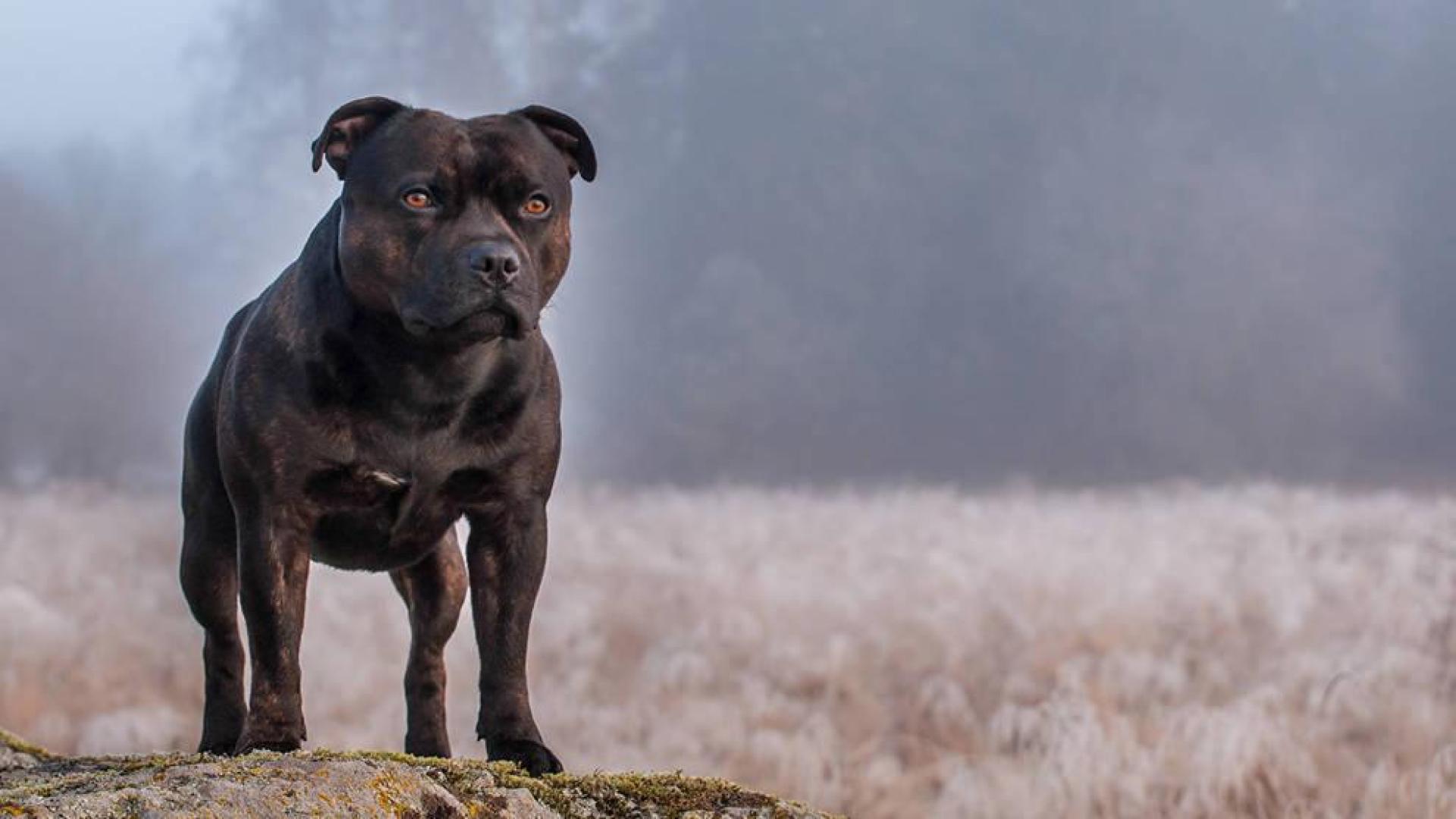 Sancionado por no tener licencia de un perro que hirió a una mujer en Gorraiz