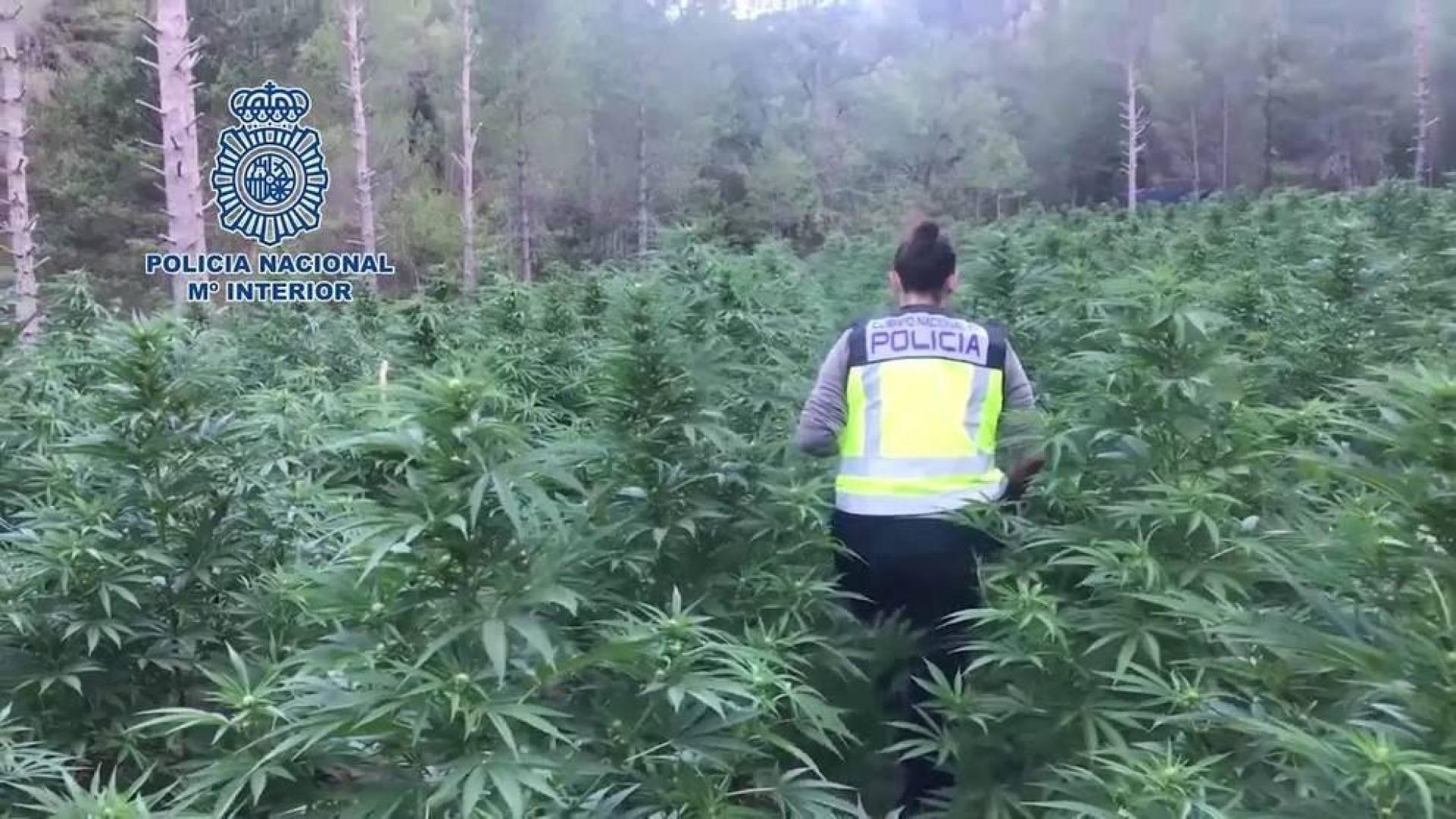 España, gran invernadero de marihuana: más de 25 toneladas y 3.695 detenidos