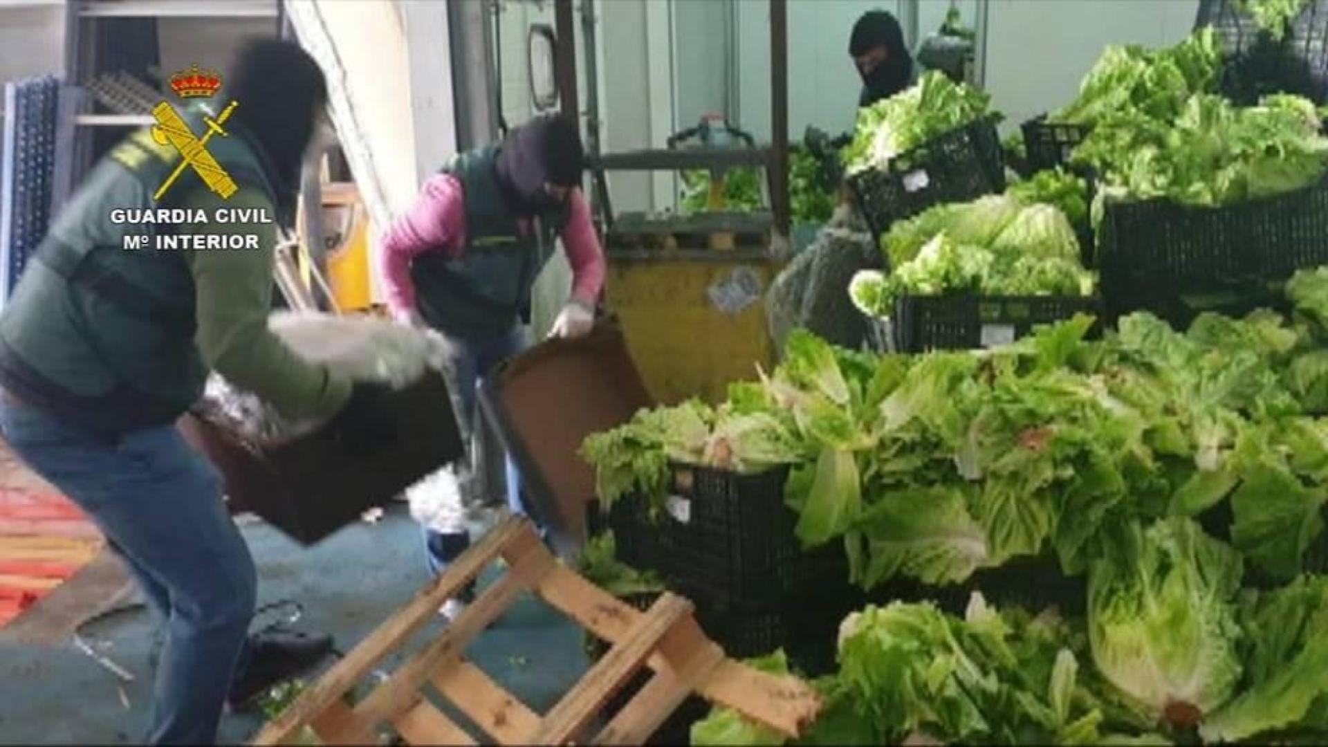 Siete detenidos por tráfico de droga, que ocultaban en palets de verdura