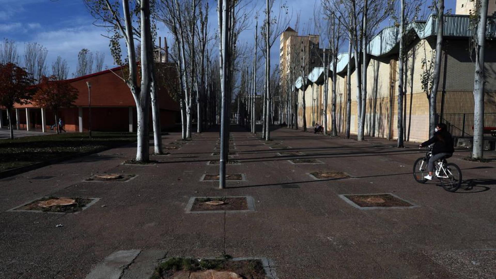 Tala de chopos en Ermitagaña por pérdida de vigor y riesgo