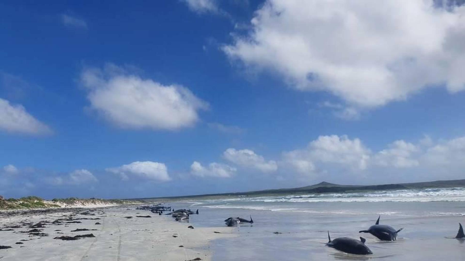 Cien ballenas piloto mueren tras quedar varadas en Nueva Zelanda