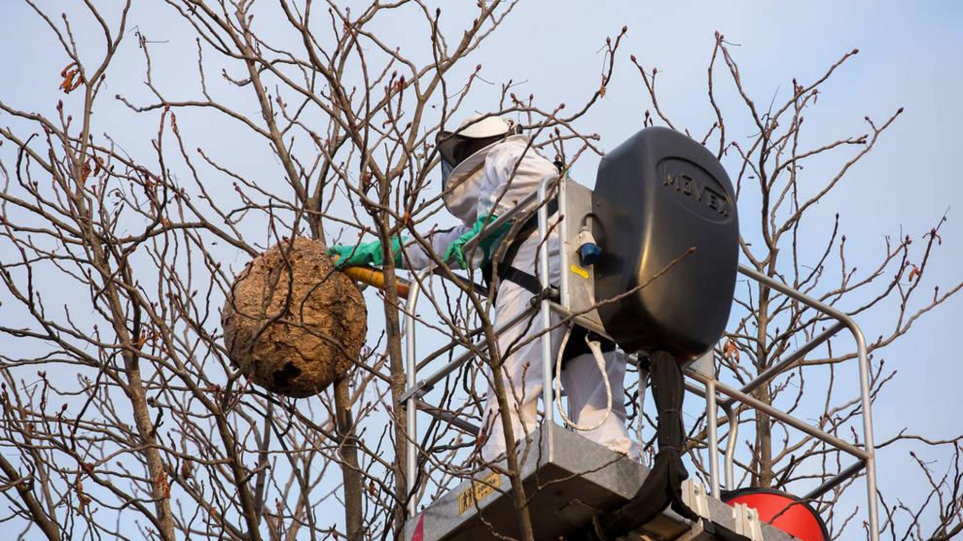 Capturadas 356 avispas reinas hasta finales de noviembre en Pamplona