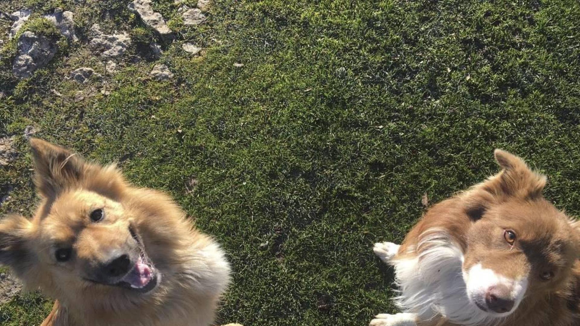 Dos perros pastores, Miru y Gorri, robados de Urbasa